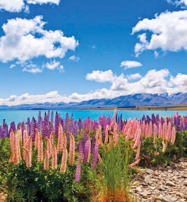 1905-christchurch-laketekapo-635