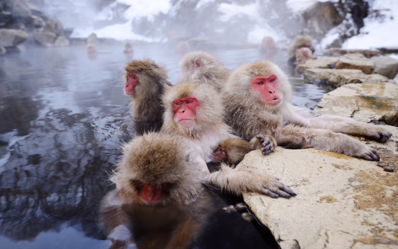 japanese snow monkey japan unique