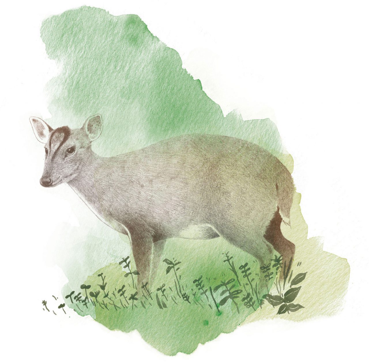 asean_muntjac-re