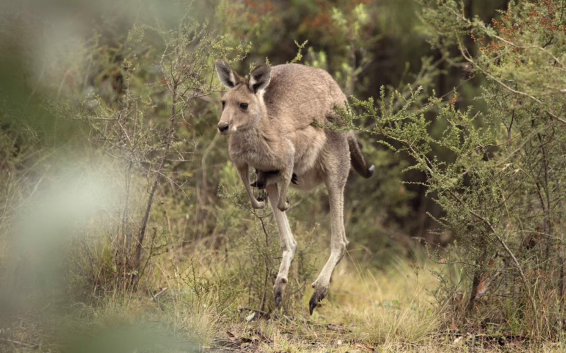 Australia Wildife Canberra