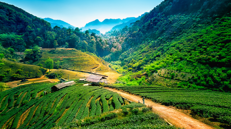 chiang mai hills silkwinds