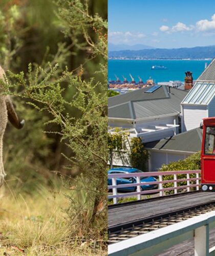 Canberra and Wellington