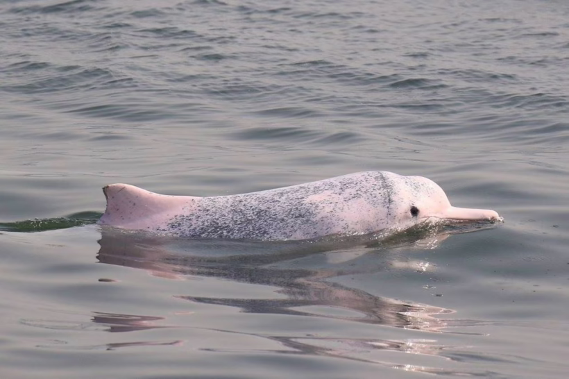 hong kong dolphin watch cruise