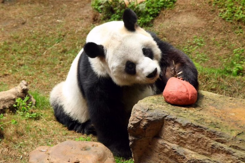 OCEAN PARK HONG KONG