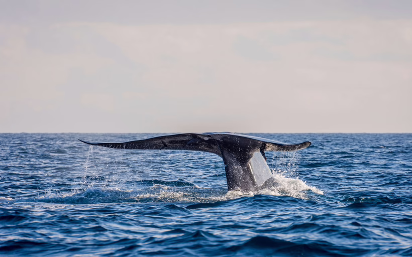 Blue whale spotting