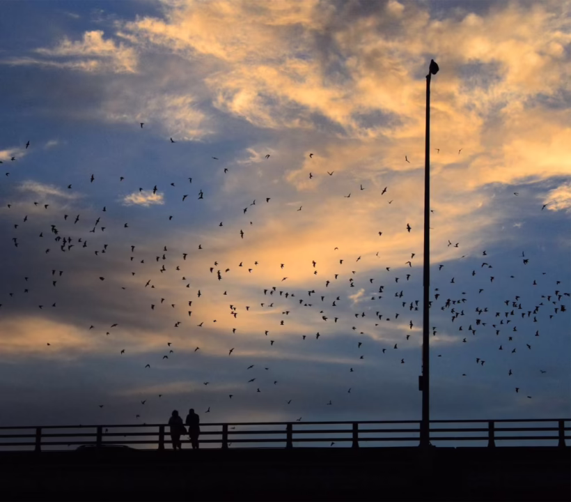 bats flying out at sunset in austin, texas.