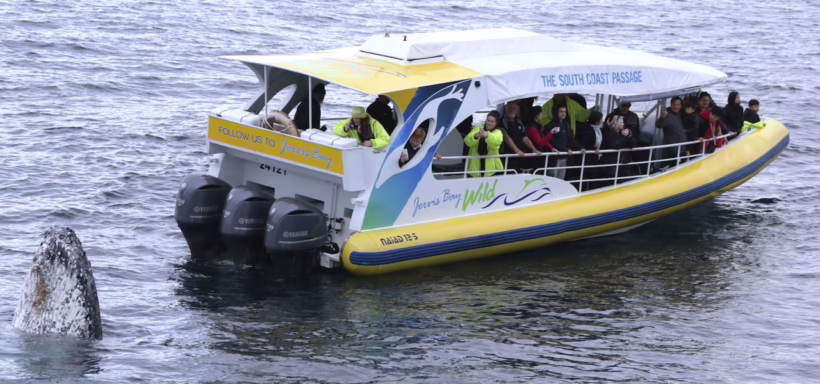 jervis bay whales