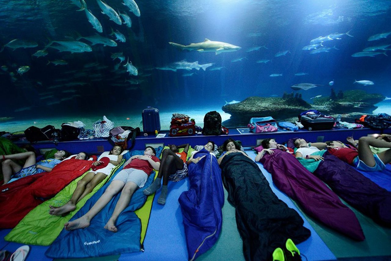 oceanografic valencia spain aquarium