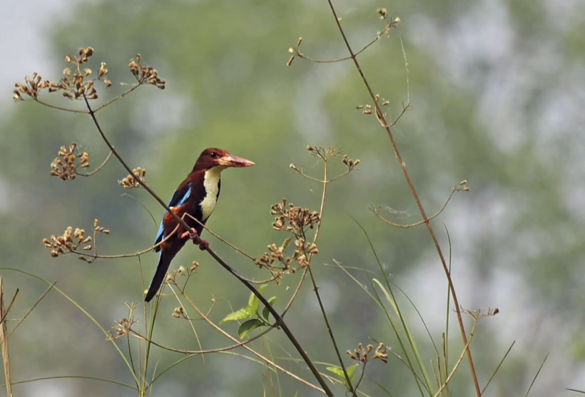 kingfisher
