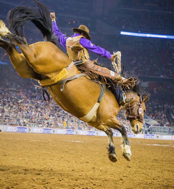 rodeo houston