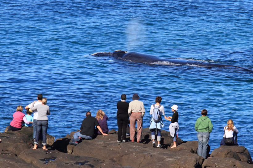 whale watching south broulee