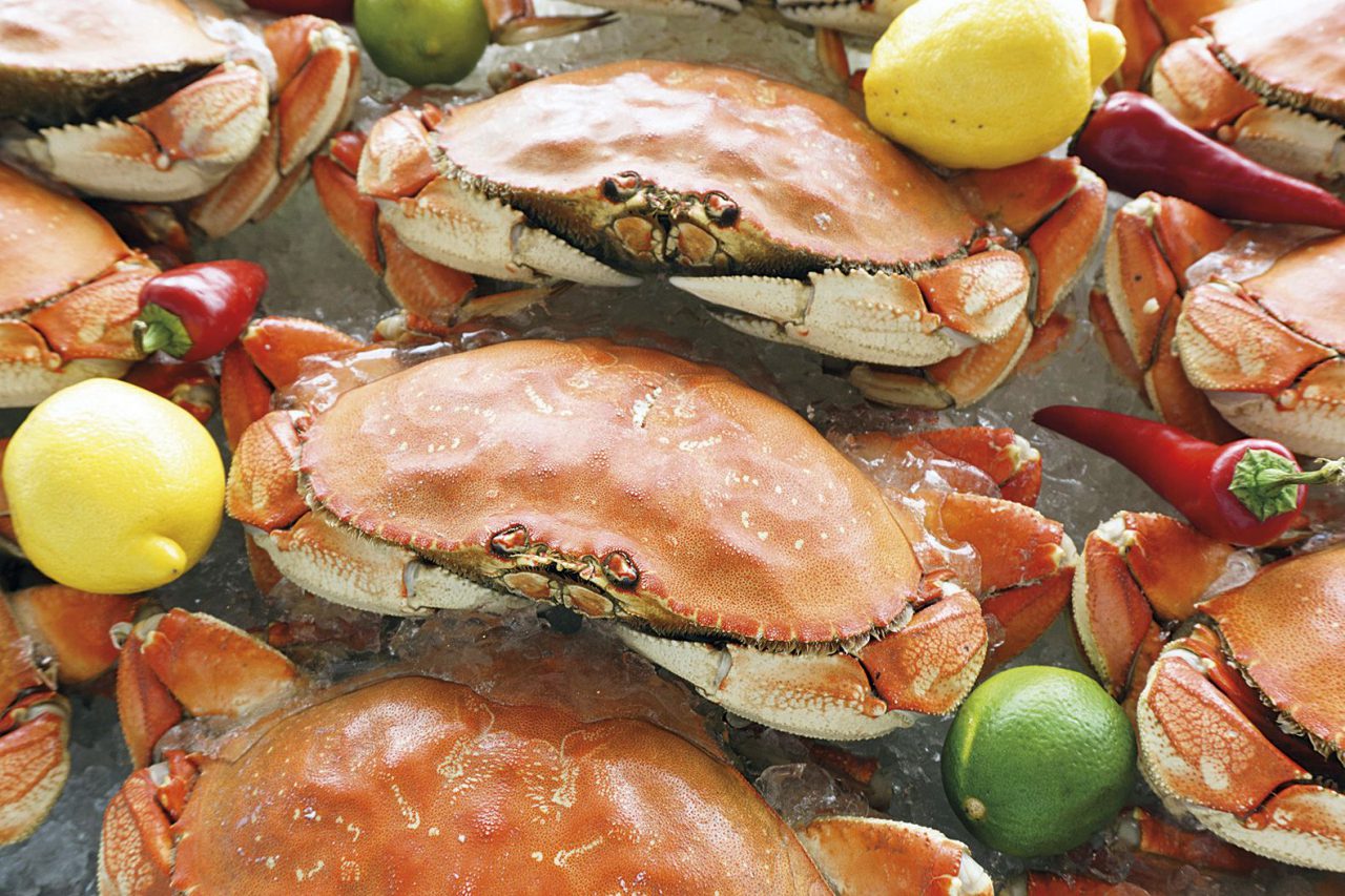dungeness crab