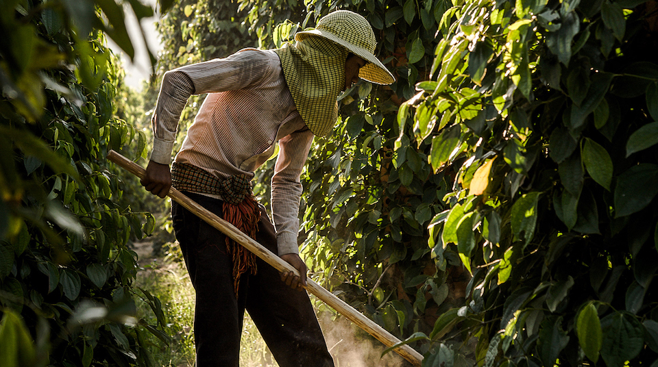farmer kampot cambodia silkwinds highlights