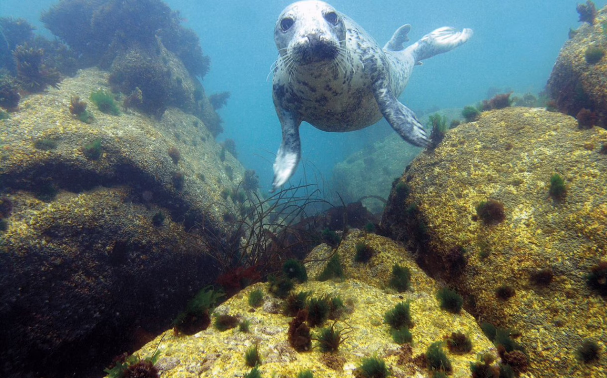 wild grey seal eastern isles
