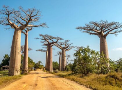 Avenue of the Baobabs, Madagascar