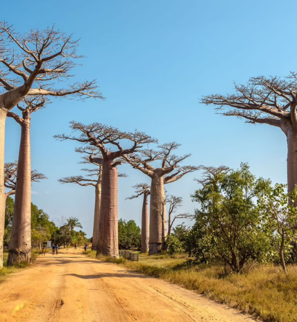 Avenue of the Baobabs, Madagascar