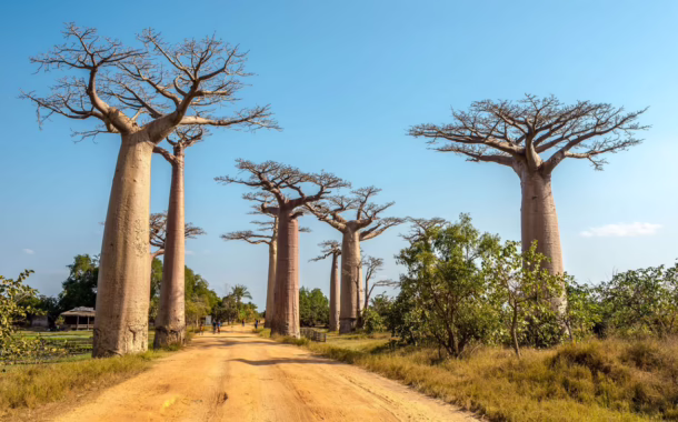 Avenue of the Baobabs, Madagascar