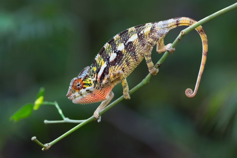 Chameleon in Madagascar
