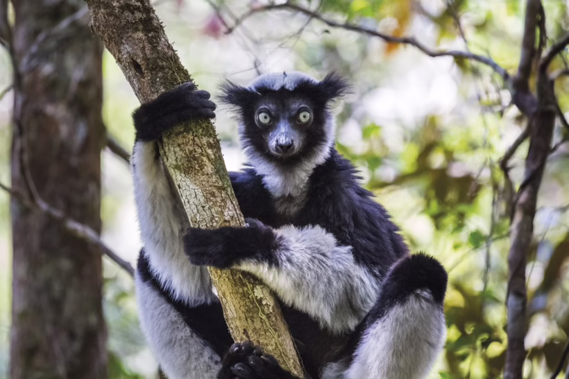 lemur indri