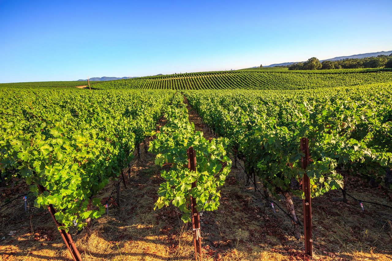 napa valley vineyard