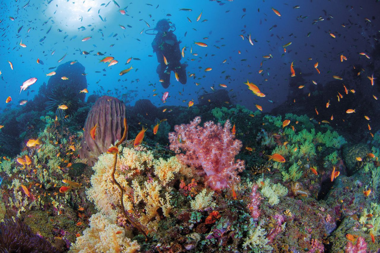 diving in the andaman and nicobar islands