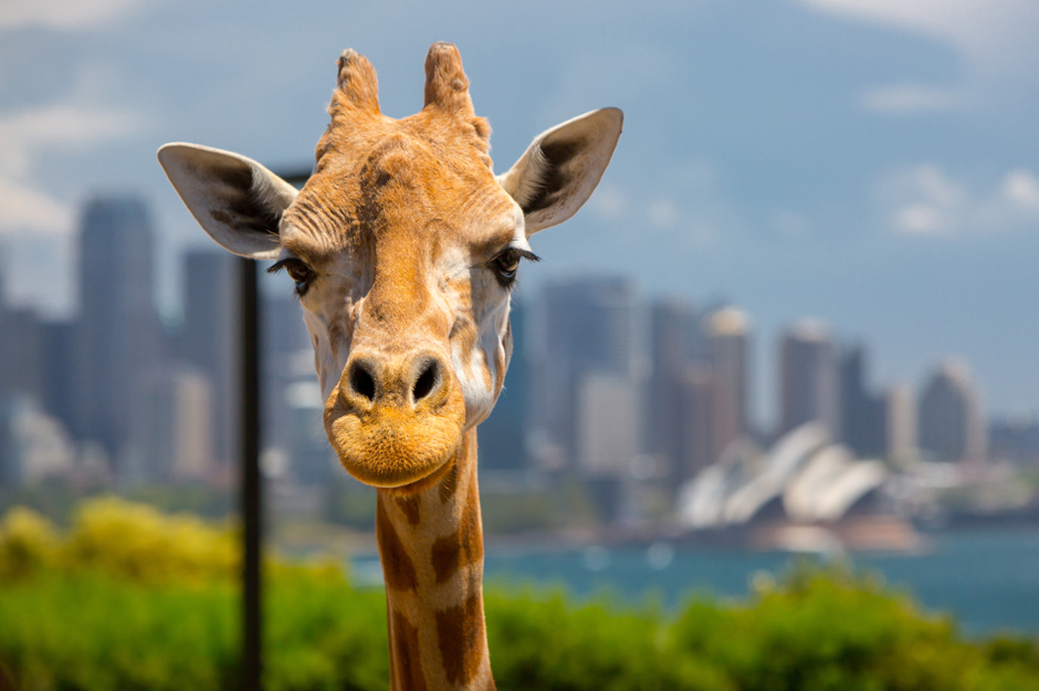 taronga-zoo-sydney-australia