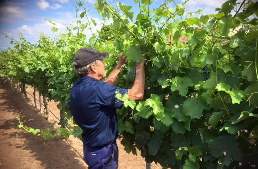 olive farm wines australia