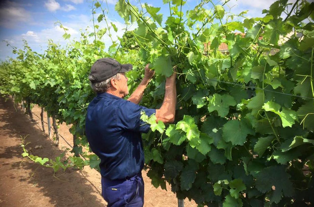 olive farm wines australia