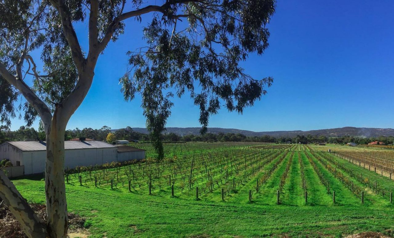 talijancich wines