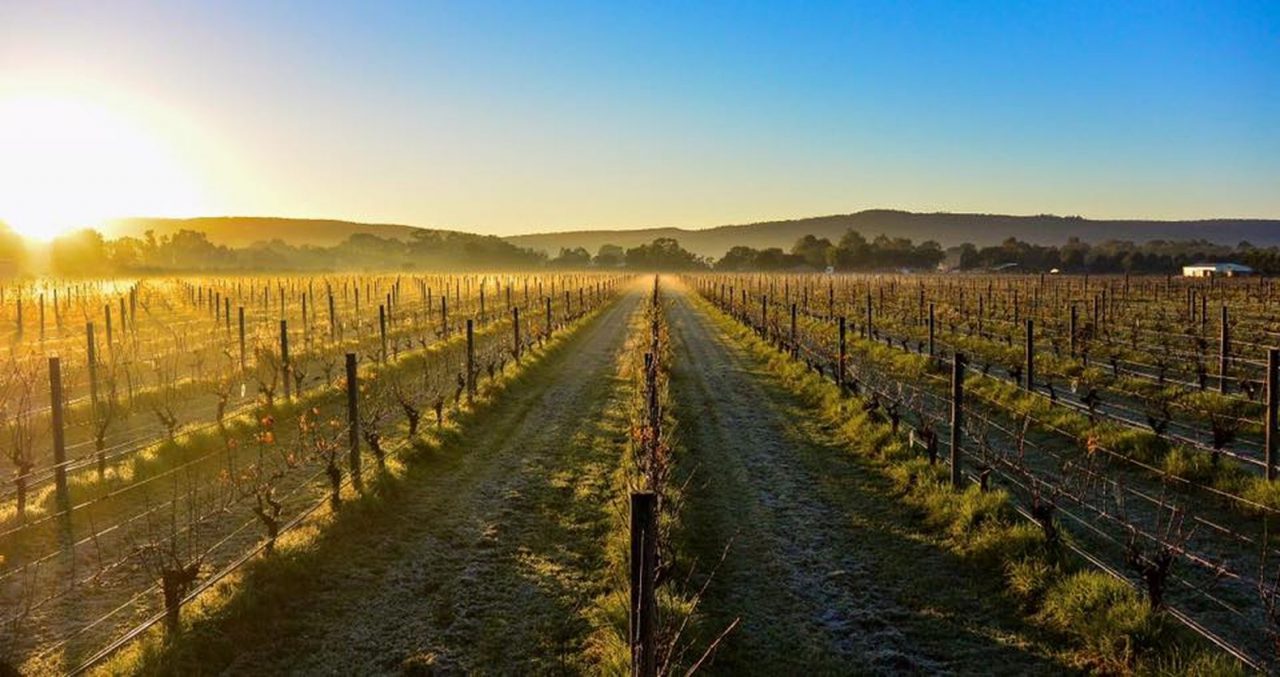 talijancich wines