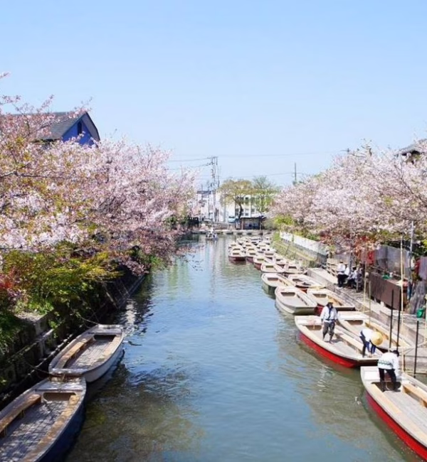 fukuoka blossoms bridge