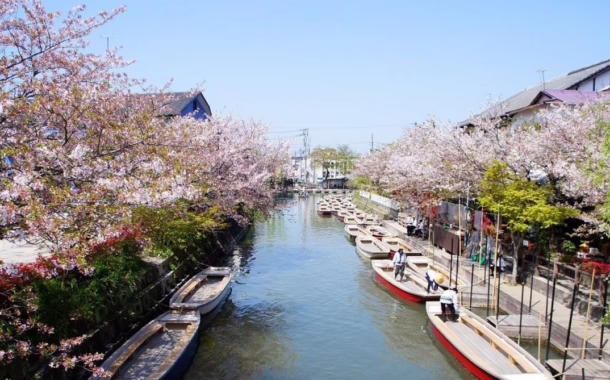 fukuoka blossoms bridge