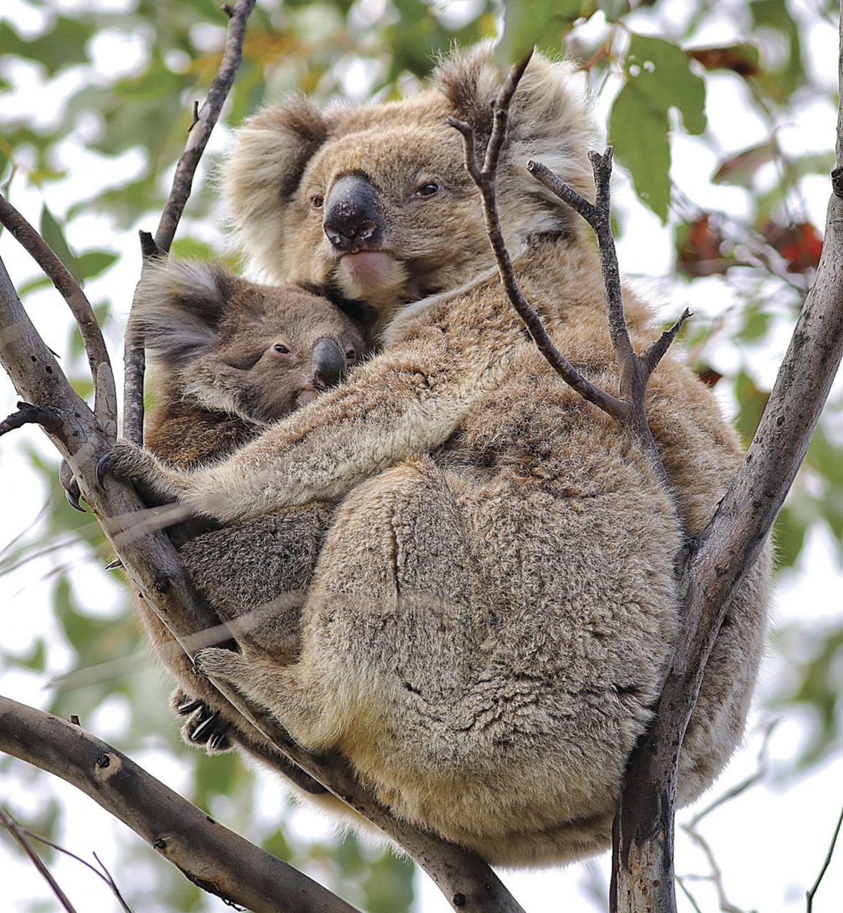 kangaroo island koala