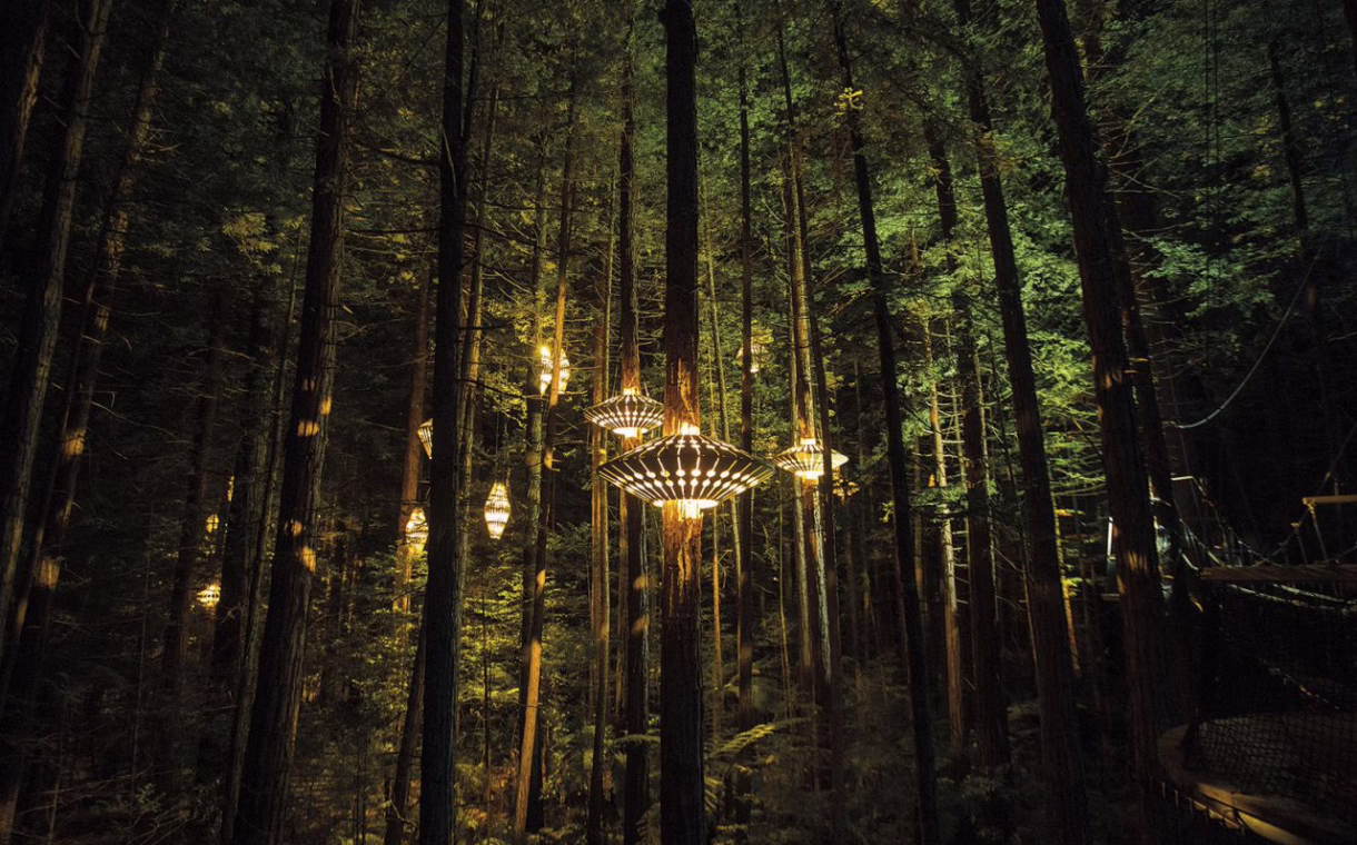 rotorua redwoods nightlights tree walk