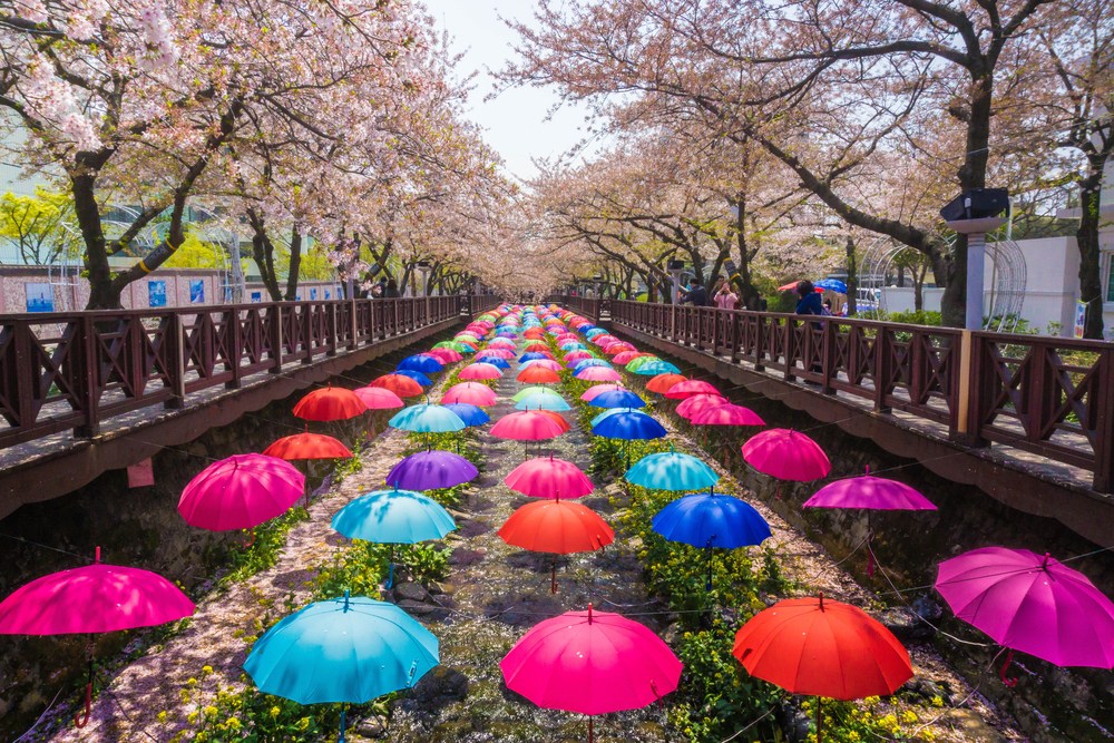 sakura-in-south-korea_busan