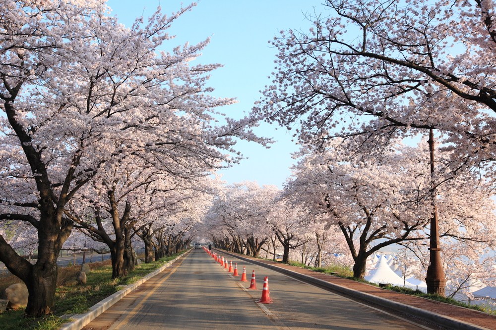 sakura-in-south-korea_gyeongju