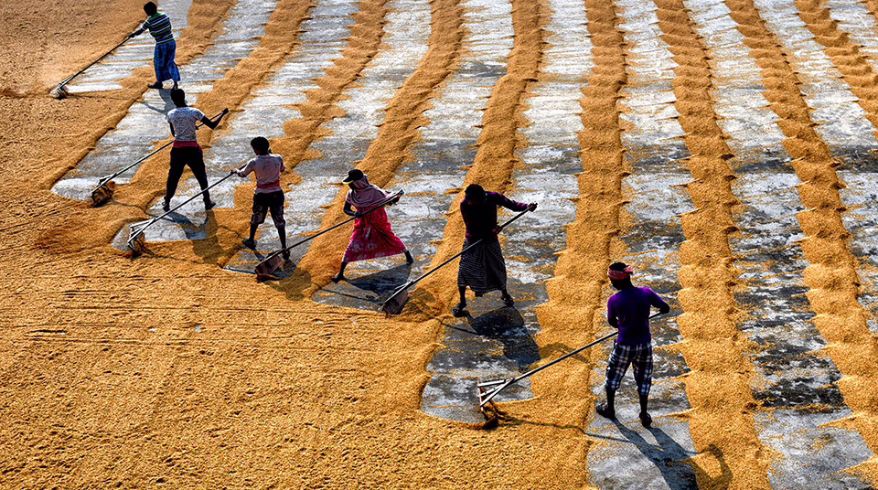 rice farm kolkata silkwinds