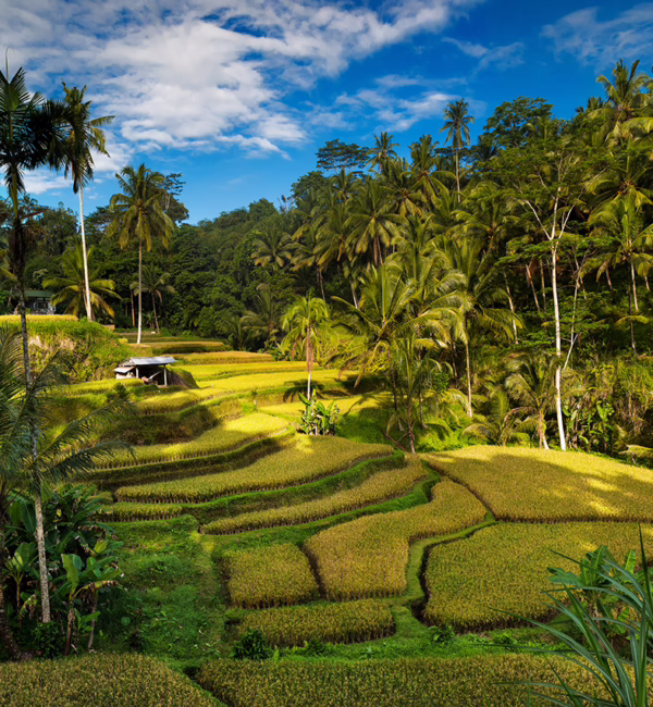 Tegallalang Rice Terrace