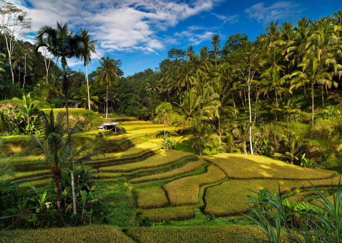Tegallalang Rice Terrace