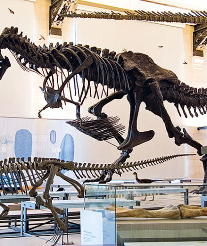 Dinosaur Gallery, Royal Belgian Institute of Natural Sciences