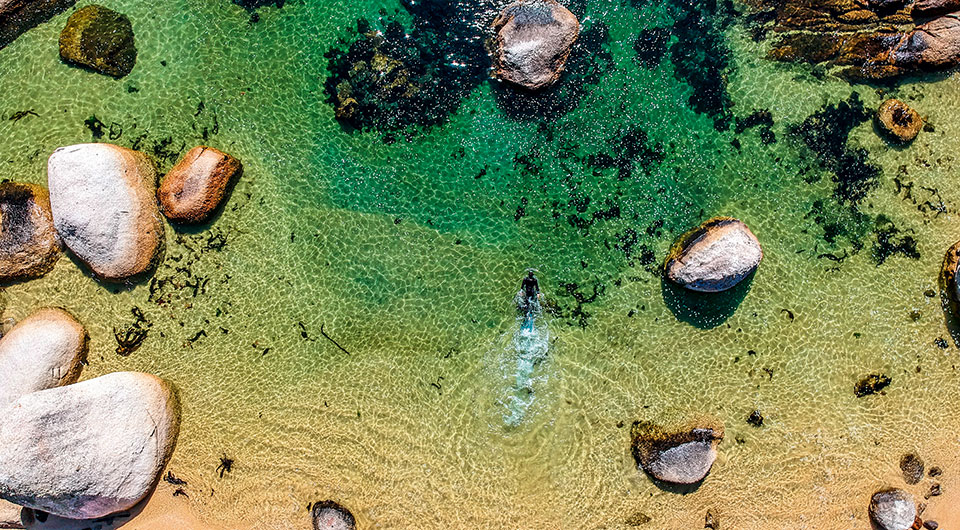 Immersing in the clear waters off Cape Town