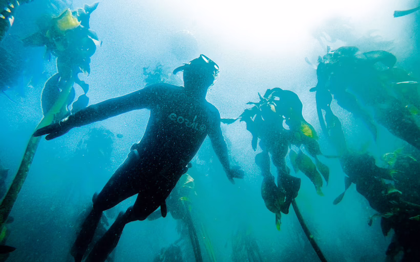 Swimming through a kelp forest