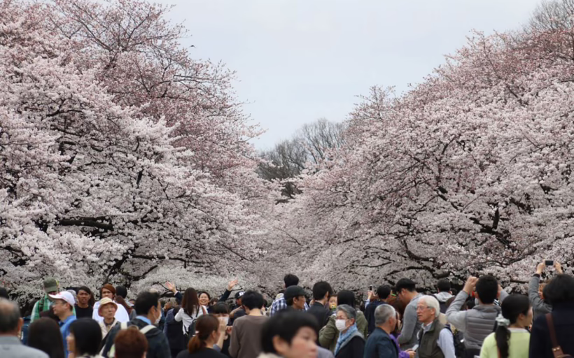 Cherry blossoms in Tokyo