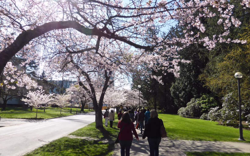Cherry blossoms in Vancouver