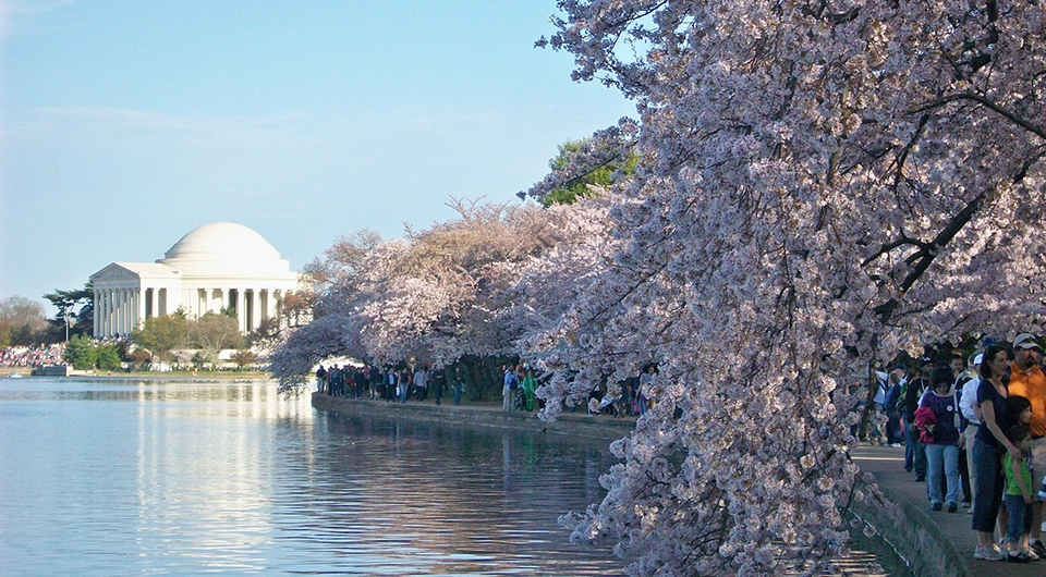 Cherry blossoms in Washington