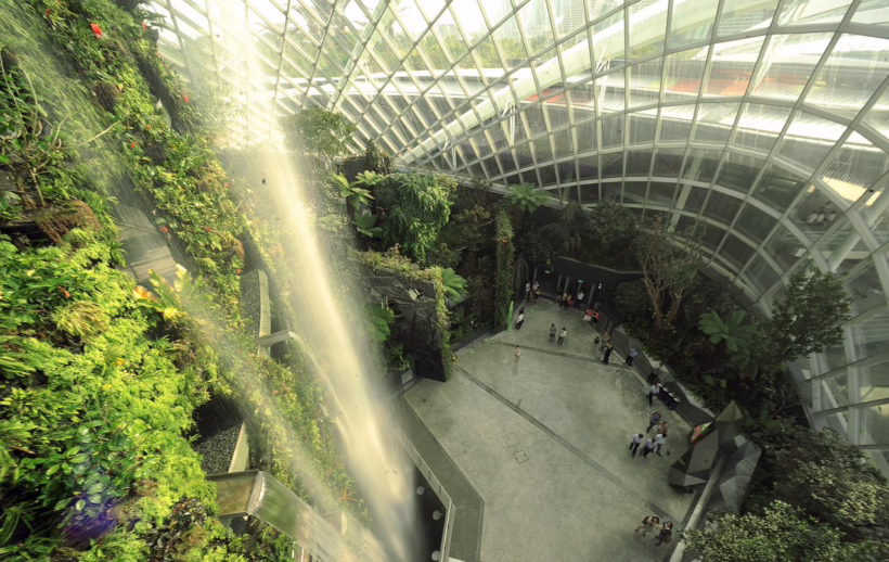 Cloud Forest