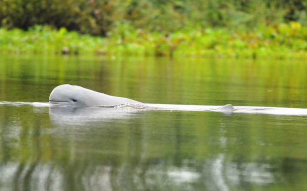 freshwater dolphins east kalimantan