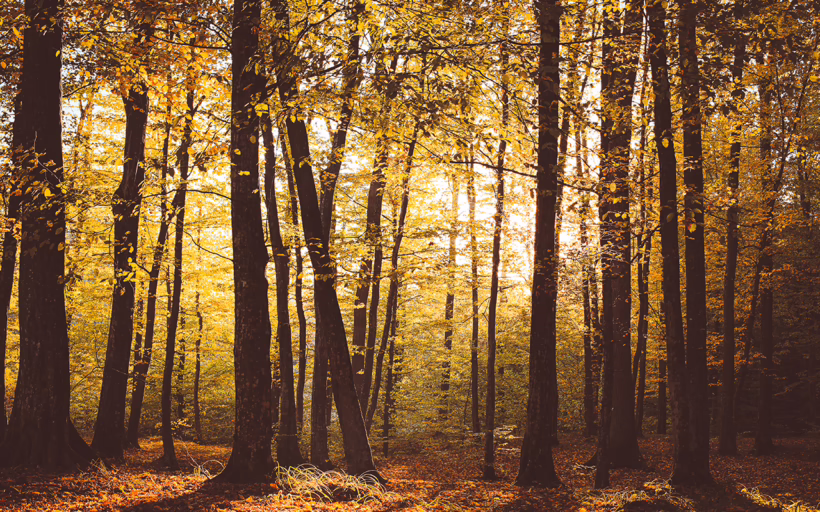 Beech Forest
