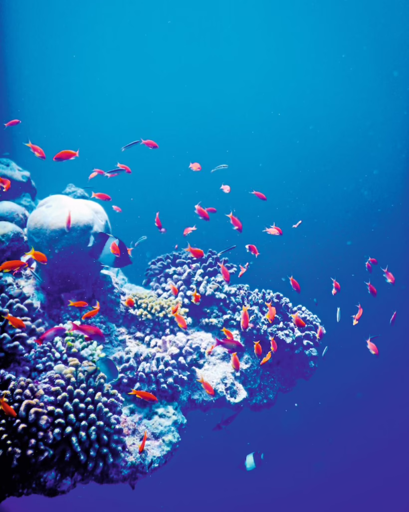 Discover the hotel's housereef on a dive trip