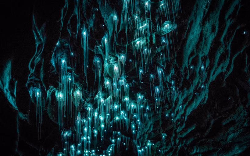 Glowworm Caves